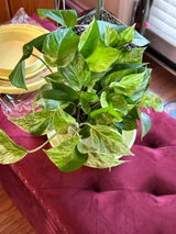 Etsy customer review photo