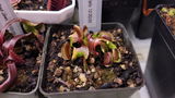 Nestor Rivera III review photo