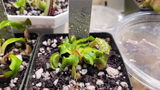 Nestor Rivera III review photo