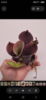 Theo Demis review photo