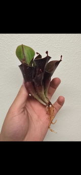Theo Demis review photo