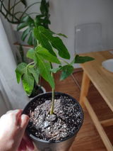Ettie review photo