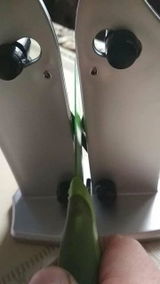 יעקב review photo