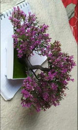 שלום ח. review photo