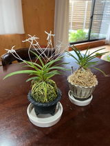 like Orchid review photo