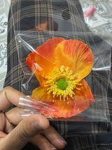 Dhanvi review photo
