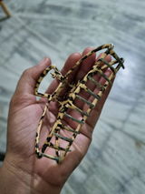 Nikita Rai review photo