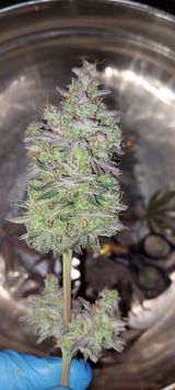 Diego 4. review photo