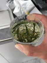 likegreen review photo