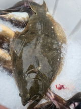 Bruce Ainbinder review photo