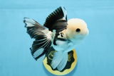 Richard Xiong review photo