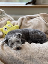 Gillie M. review photo