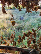 Dan Goellnitz review photo