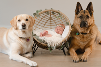 Newborn Studio Photo Session
