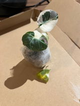 観葉植物いいよね review photo