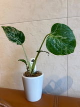 ちゅんすけ review photo