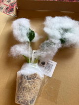 ちゅんすけ review photo