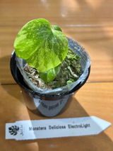 匿名 review photo