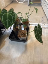 翔伍 津田 review photo