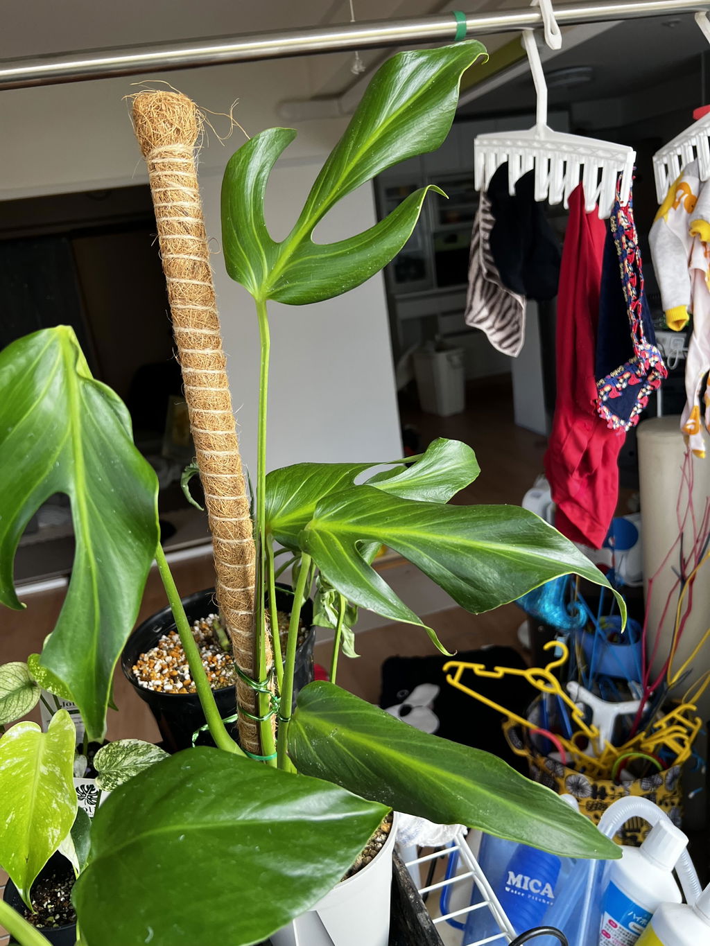 モンステラ バールマルクスフレーム 健康成長点カット苗 – JolieNursery