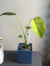 匿名 review photo