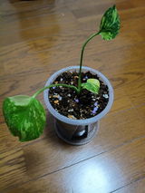 匿名 review photo