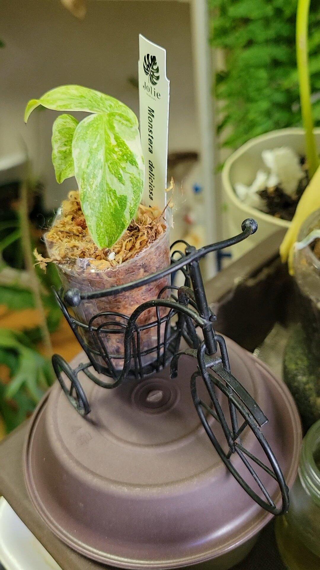 Jolie Nursery公式】モンステラ レガシー 2号｜タイコン最高峰の血統