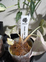 匿名 review photo