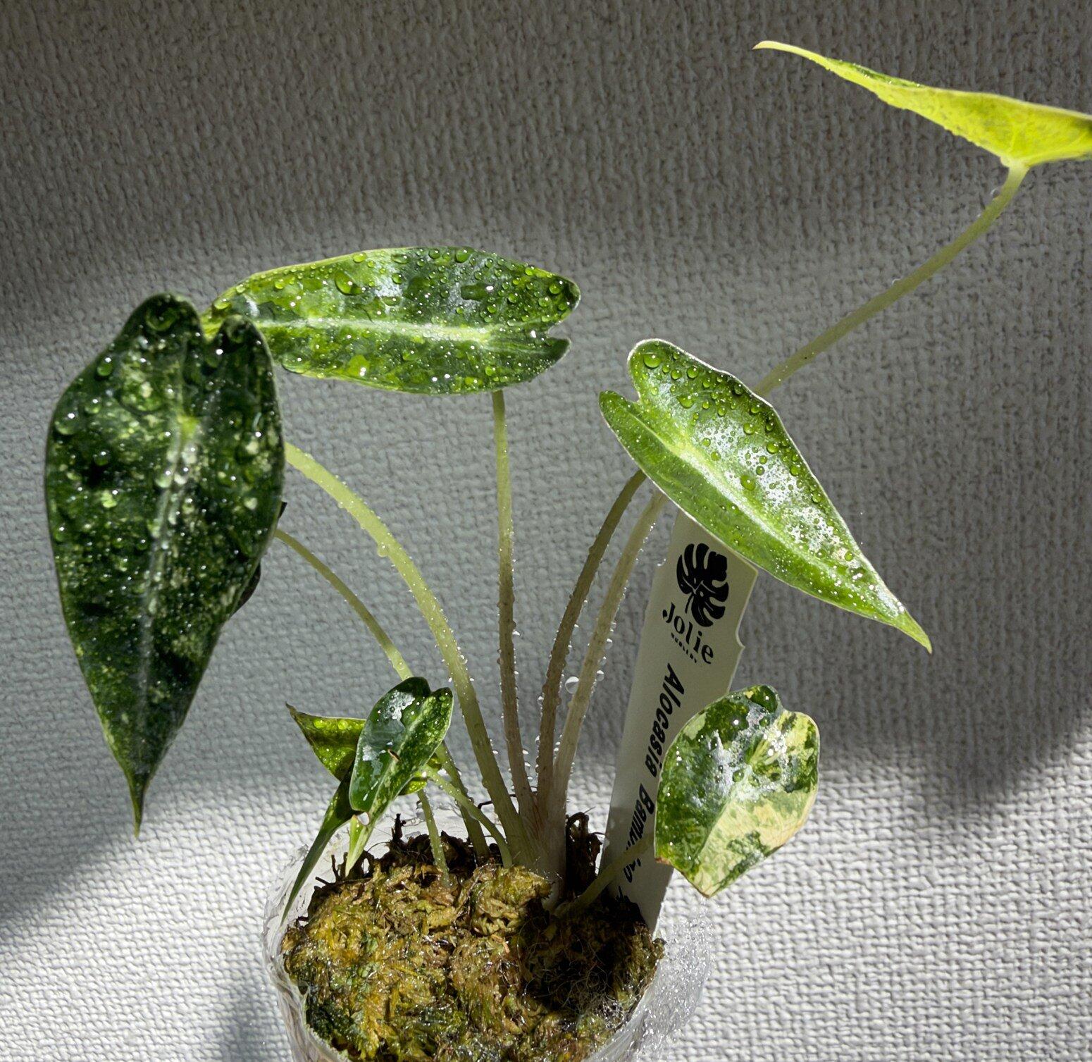 Jolie Nursery公式】アロカシア バンビーノ オーレア 黄斑入り 2号