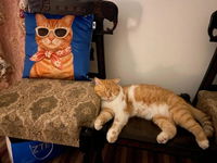 Retro Ginger Cat – Premium Suede Cushion Cover (16x16)