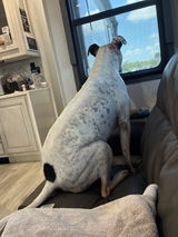 Customer review photo