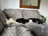 Furniture Village Customer review photo