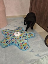 TechPet review photo