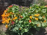 GardenLover99 review photo