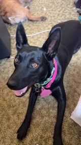 Maddy 🪶 review photo