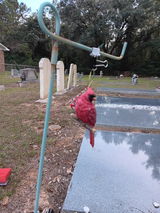 Shirley D Joyner review photo