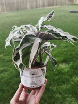 Hilma review photo