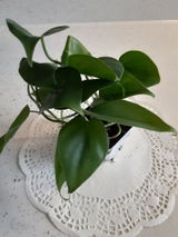Kianna review photo