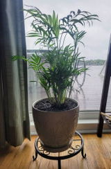 Antonina review photo