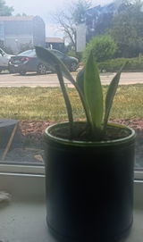 Arvid review photo