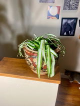 Una review photo