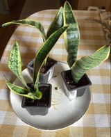 Estella review photo
