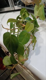 Ardith review photo