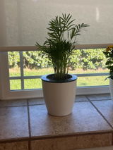 Hattie review photo