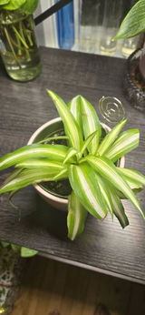 Jada review photo