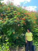 satyashree review photo