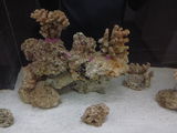 Shaun P. review photo