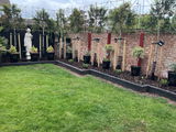Portuguese Laurel Pleached Tree [Prunus lusitanica 'Angustifolia'] for Privacy Screening | Freshly Pleached Trees
