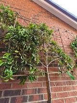 Portuguese Laurel Pleached Tree [Prunus lusitanica 'Angustifolia'] for Privacy Screening | Freshly Pleached Trees