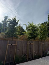 Hornbeam Pleached Tree [Carpinus betulus] for Privacy Screening | Freshly Pleached Trees
